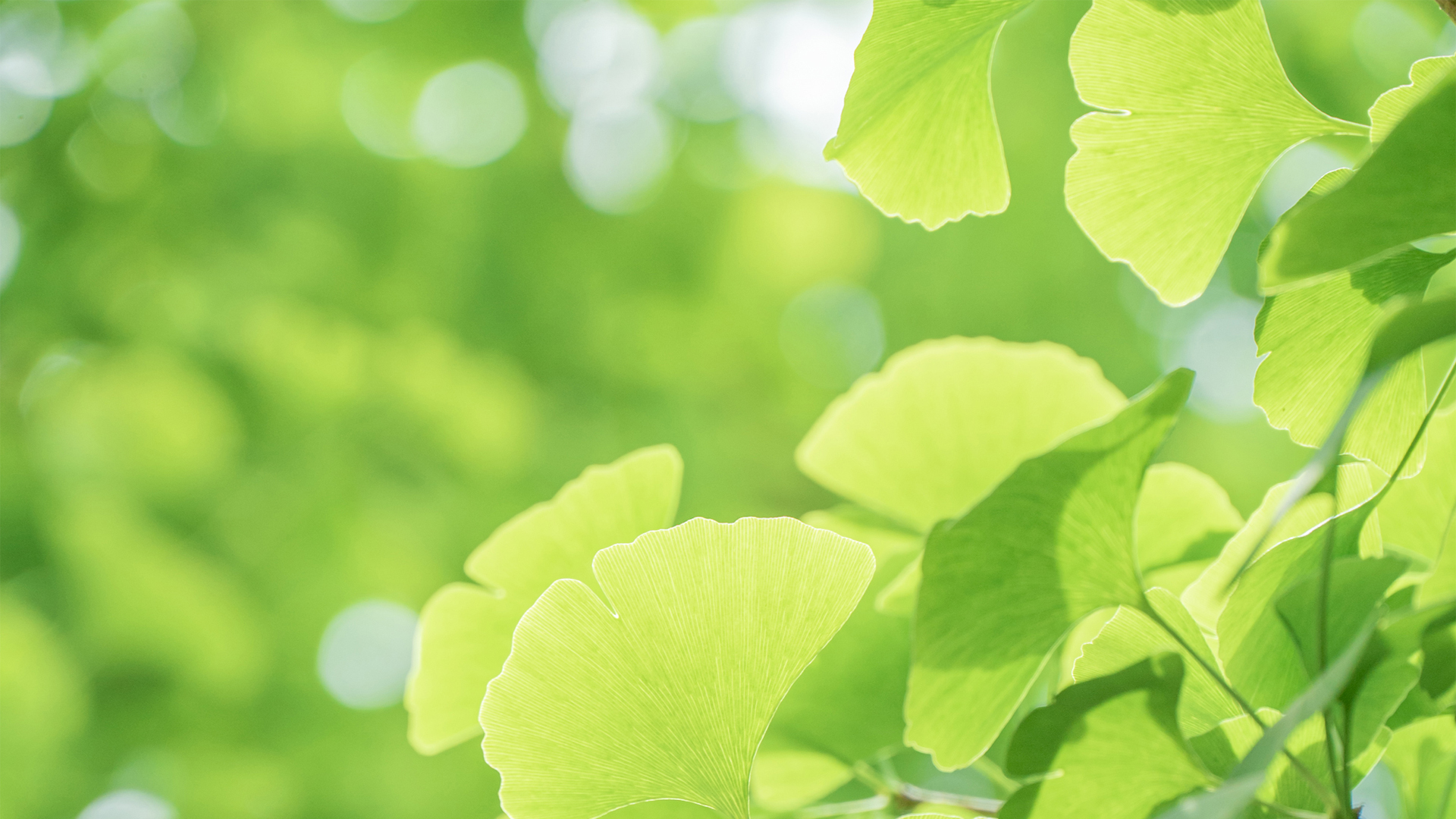 银杏叶主题清新护眼电脑壁纸上新啦