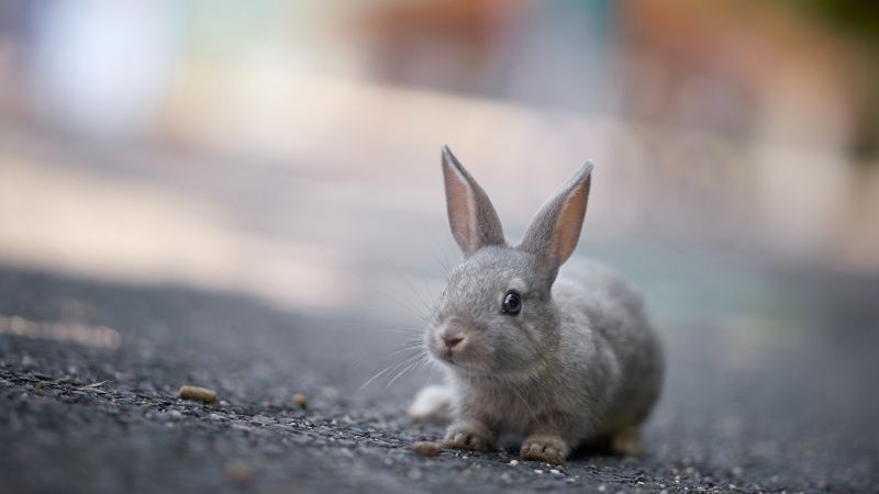 治愈感拉满！大自然可爱兔子电脑动漫高清壁纸合集