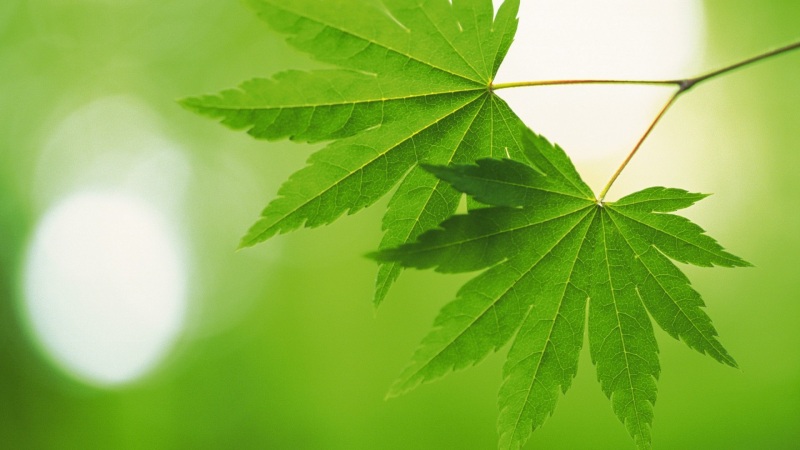 绿叶护眼的高清电脑动漫桌面壁纸来啦