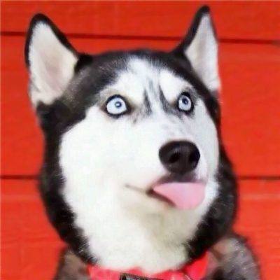 猫狗搞怪情侣头像来啦！10张可爱一对两张的动物头像合集