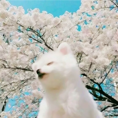 猫狗搞怪情侣头像来啦！10张可爱一对两张的动物头像合集