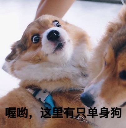 柯基版“打死你个龟孙”表情包来啦，斗图又有新素材