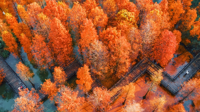 翠竹公园红透落羽杉 秋日风景电脑动漫壁纸来了