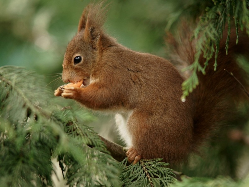 森林里啃东西的小松鼠太治愈！这套可爱动物壁纸快收藏