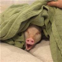 一左一右的可爱小猪情侣头像 20张真人感头像图合集