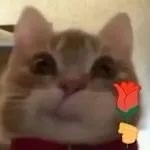 超火歪嘴小猫表情包合集，斗图必备