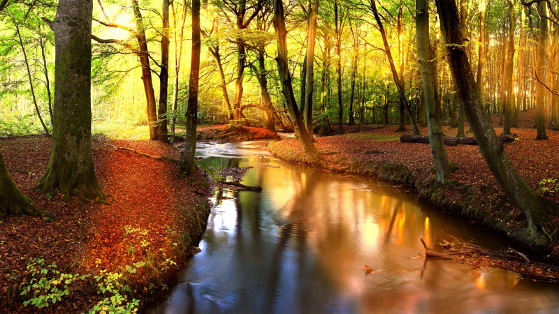 秋日森林溪流风景高清壁纸合集