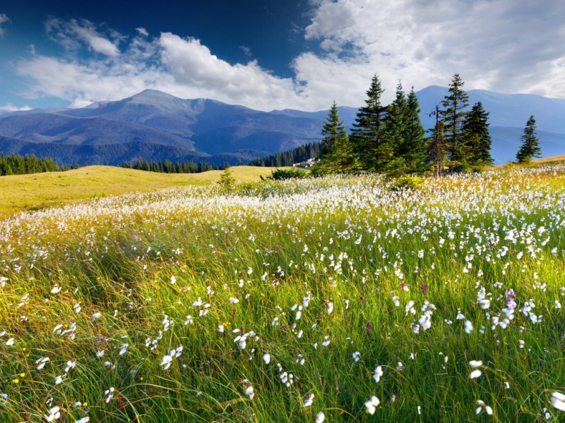氛围感拉满！树木花草山云自然风电脑壁纸合集