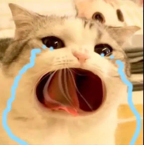猫咪哭泣流泪猫猫头表情包合集来啦