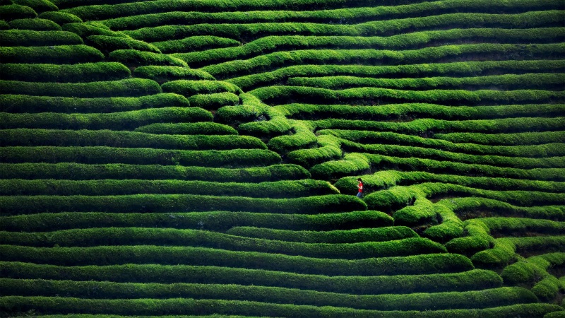 清新治愈！这款绿色茶园动漫电脑壁纸太适合当桌面了