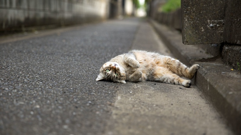 软乎乎翻身卖乖！超萌猫咪电脑桌面壁纸来啦