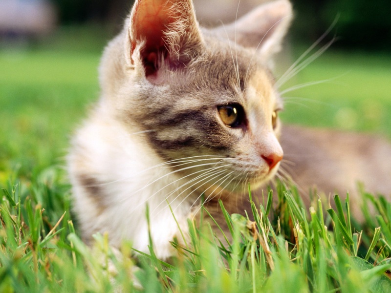 氛围感拉满！草地猫咪特写电脑壁纸，眼神自带心事感