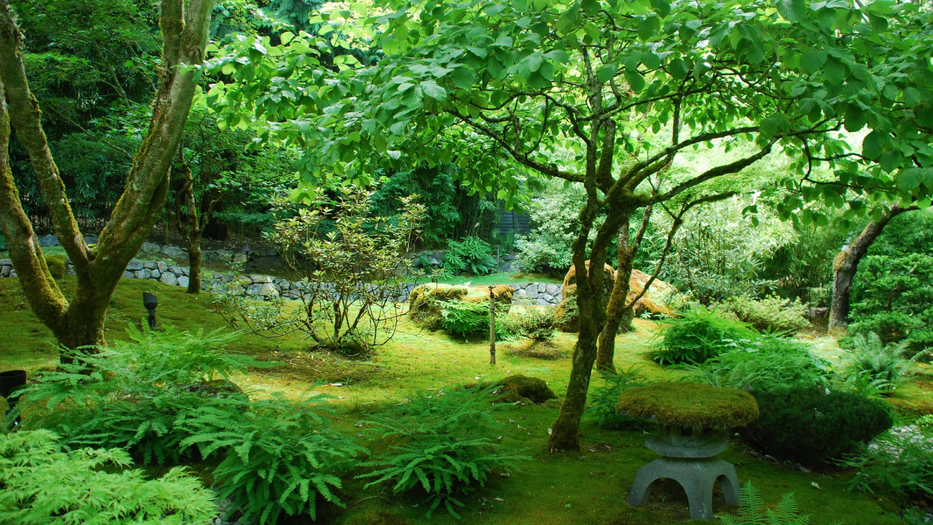 这套带森林树木草地的绿色自然壁纸，电脑用刚好