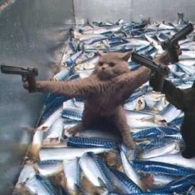 猫咪情侣头像合集！10组搞怪可爱的一对两张高清图