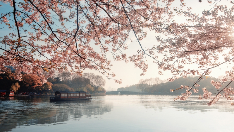 湖畔樱花主题电脑桌面动漫壁纸分享