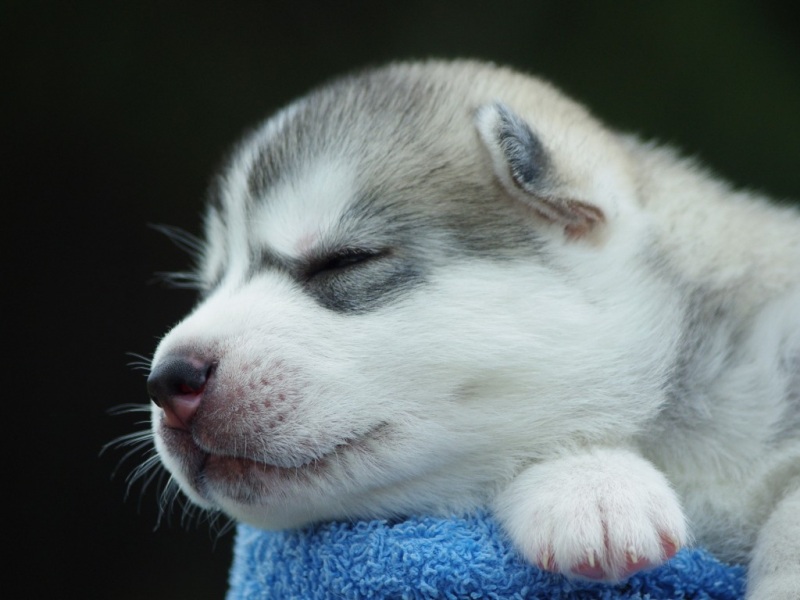 会放电抛媚眼的萌萌小狗！这组桌面壁纸也太治愈了