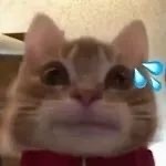 超火歪嘴小猫表情包合集，斗图必备