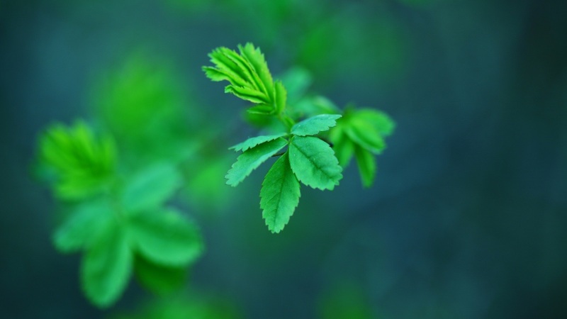 多款尺寸可选！绿色植物叶子电脑动漫壁纸分享