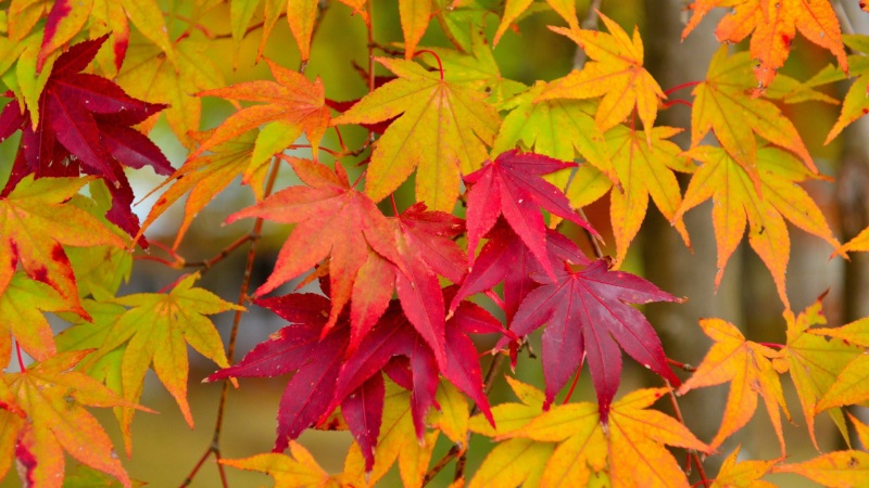 秋日枫树动漫风电脑壁纸