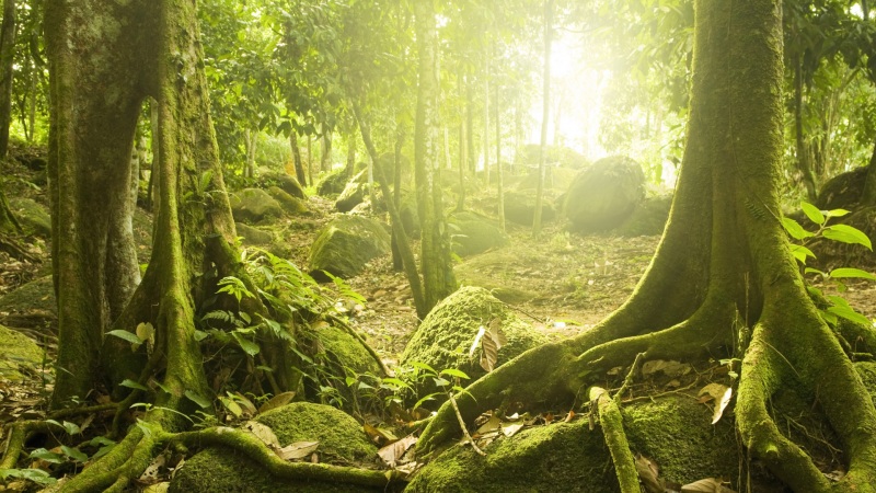 氛围感拉满！神秘森林自然风景电脑桌面壁纸上新