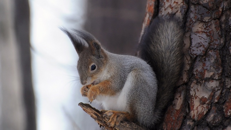 可爱松鼠松树主题电脑桌面壁纸上新啦