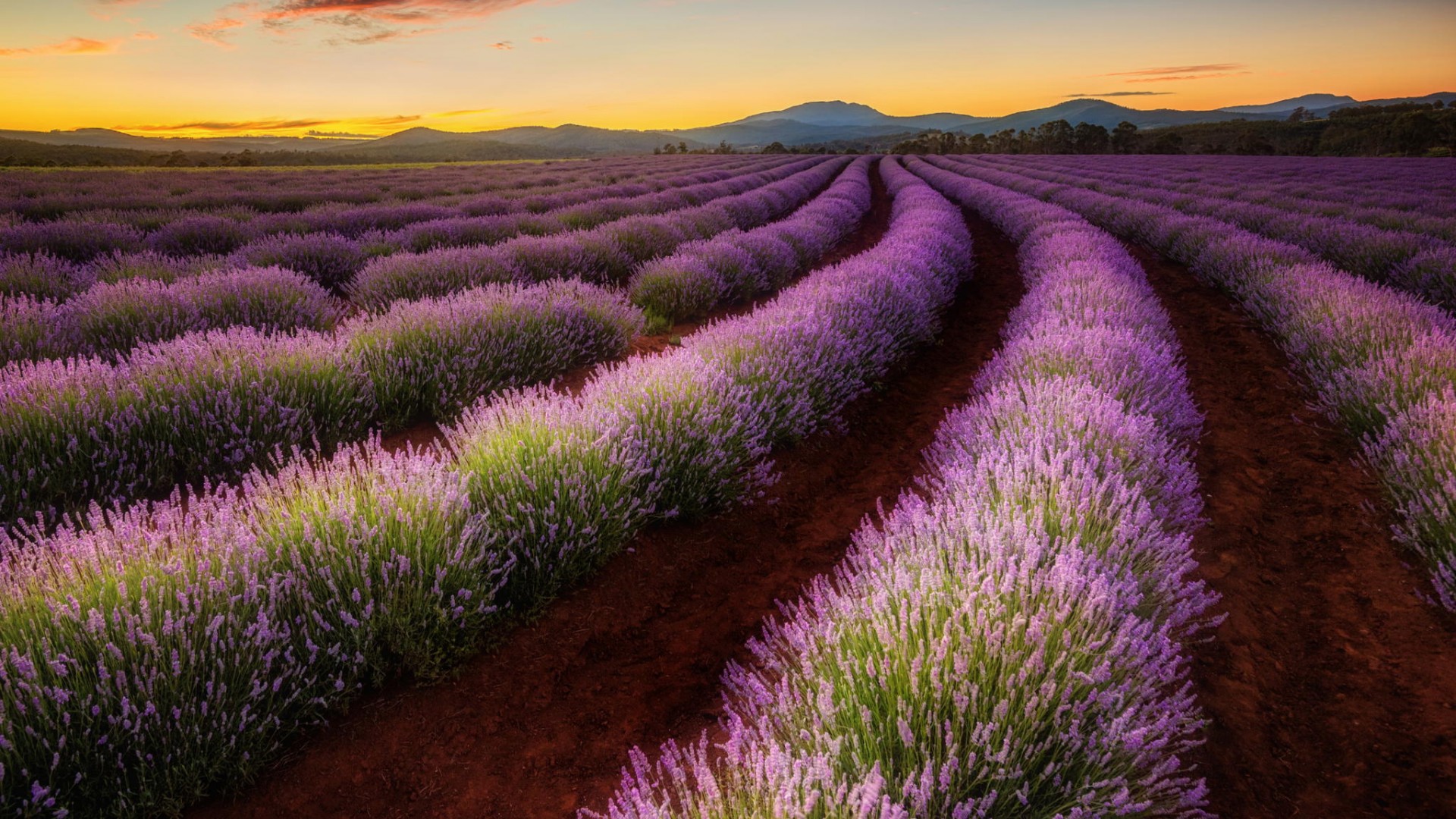 澳洲塔斯马尼亚山谷薰衣草花海 超美电脑壁纸分享