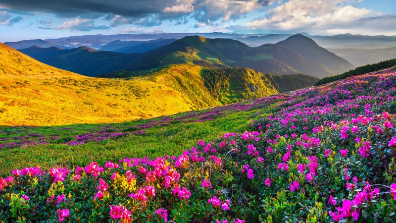 山草地配粉花！超治愈电脑动漫风景壁纸合集