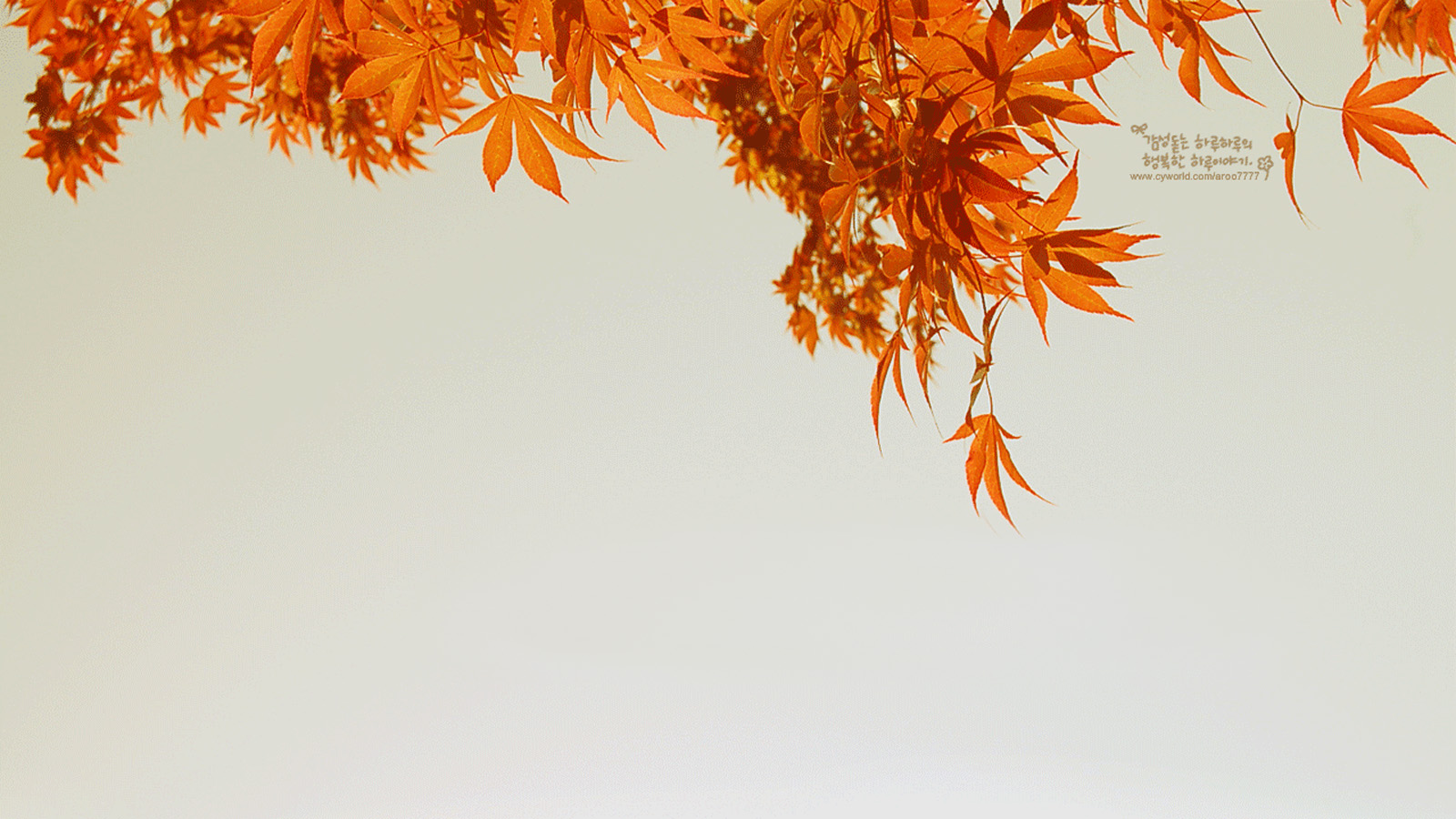 实用贴！超好看的枫叶电脑壁纸合集来啦