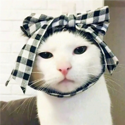 猫狗搞怪情侣头像来啦！10张可爱一对两张的动物头像合集