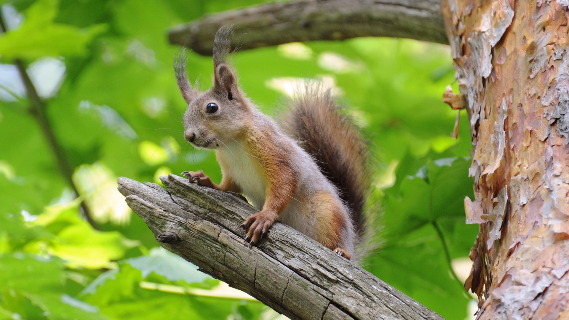超治愈！树间可爱松鼠电脑动漫壁纸合集