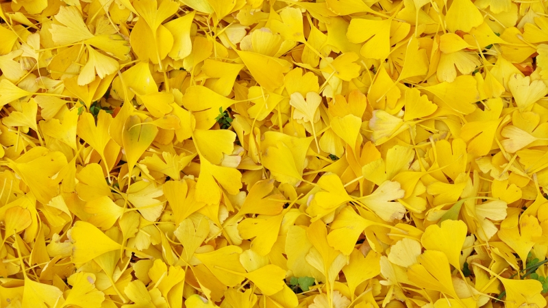 银杏叶高清电脑桌面壁纸分享