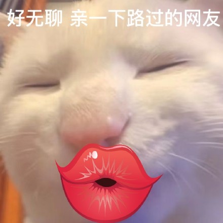 又有新的奇怪猫猫表情包可以用啦