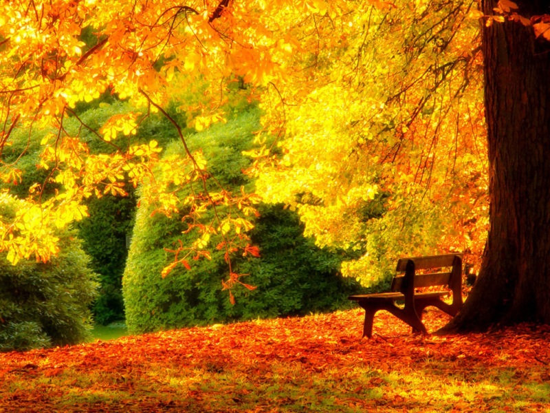 秋日公园漫步壁纸合集