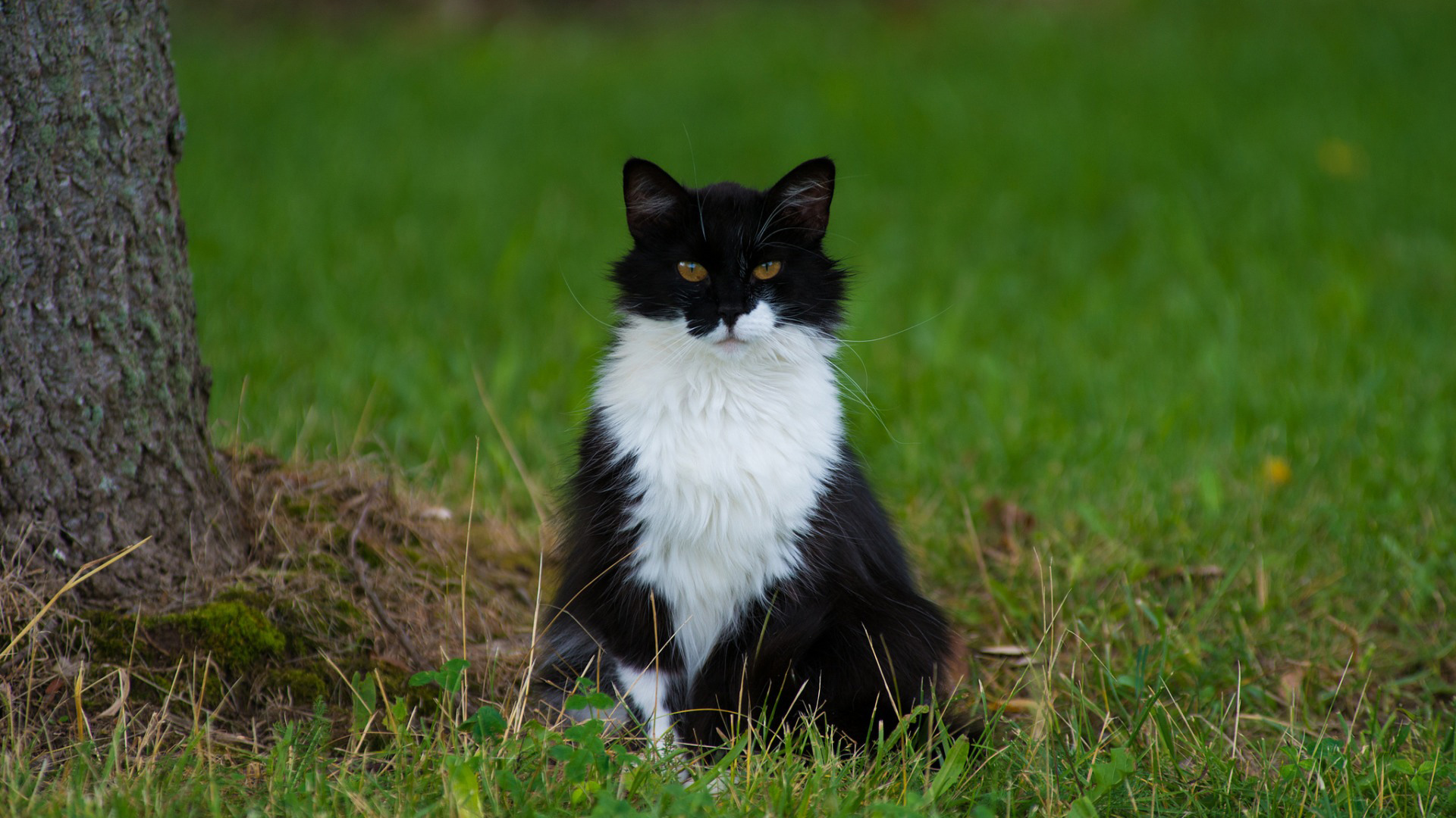 蹲在绿草地上的黑白猫咪 治愈感拉满的可爱壁纸合集