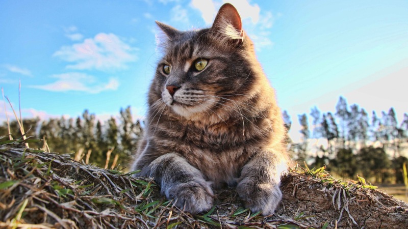 这款夏日凝望的大猫壁纸太适合当电脑桌面了