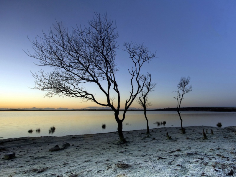 早起换壁纸！这款清晨湖景树木电脑桌面图太治愈了