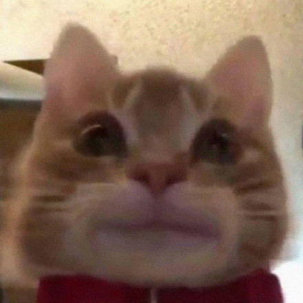 歪嘴猫猫表情包合集来啦