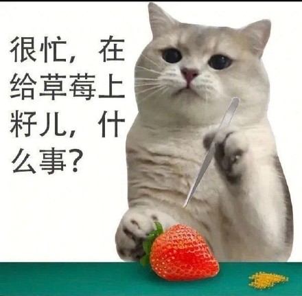 这套猫猫很忙表情包，梗点笑到打鸣