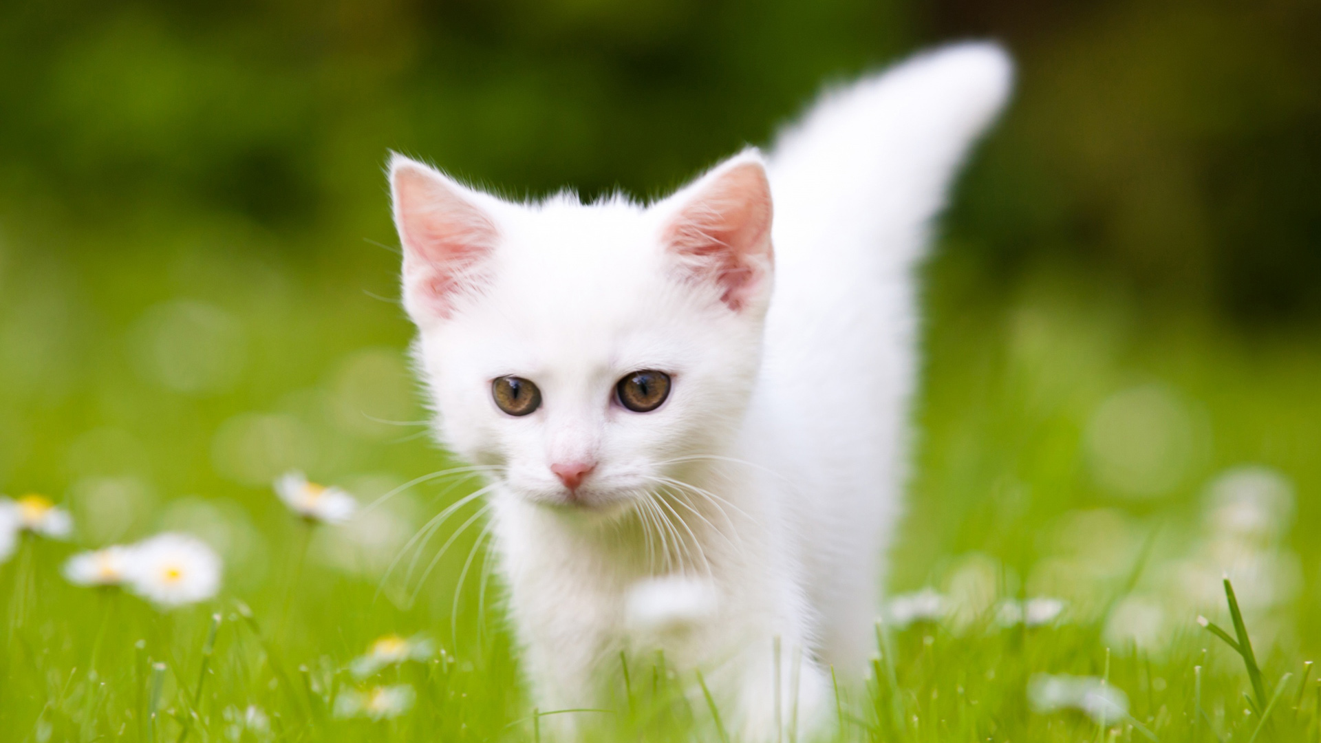 可爱白色小猫高清电脑桌面壁纸来了 多款分辨率可选