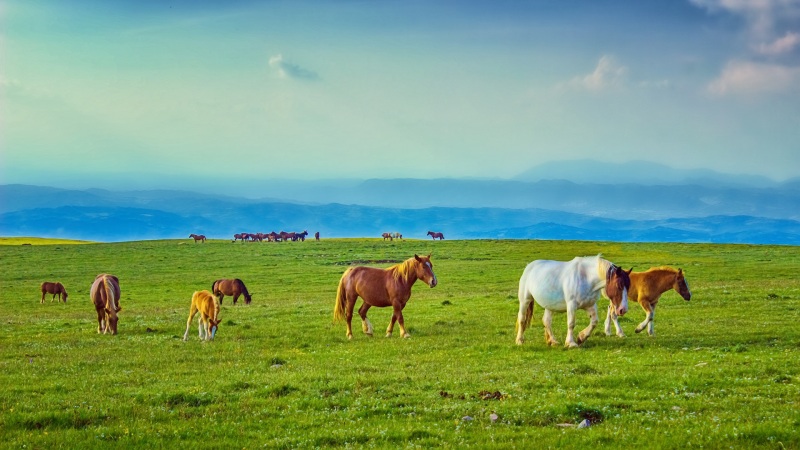 草原牧场骏马风景电脑桌面壁纸 高清动物壁纸