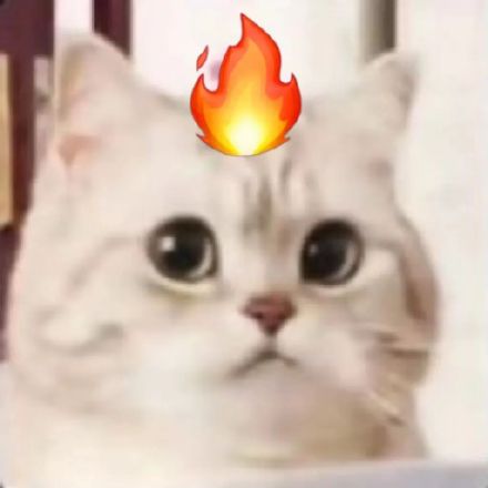 刷到就存！超治愈可爱微笑小猫斗图表情包合集