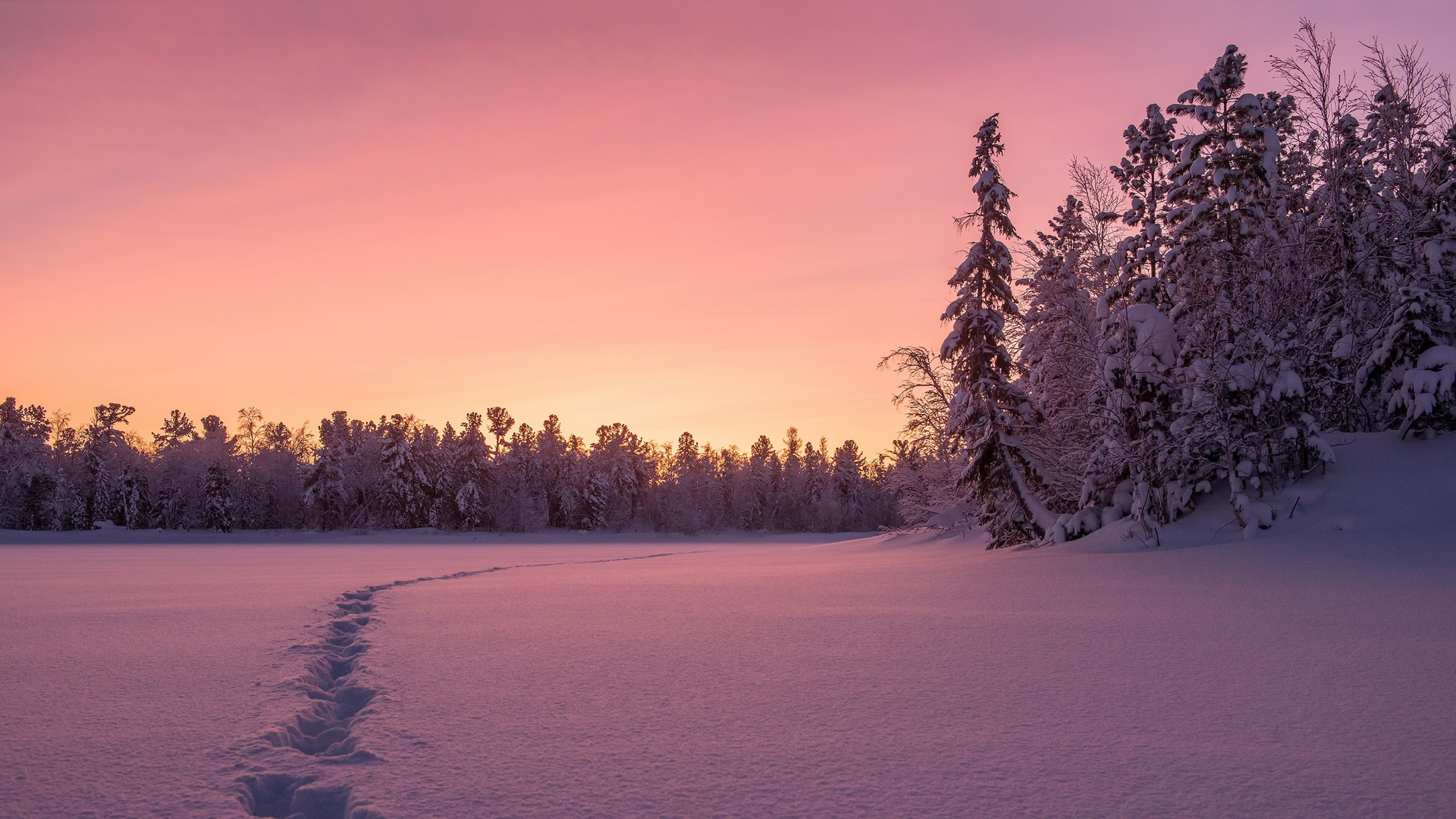 冬日雪地树林脚印电脑壁纸 适配多尺寸高清动漫风景桌面图