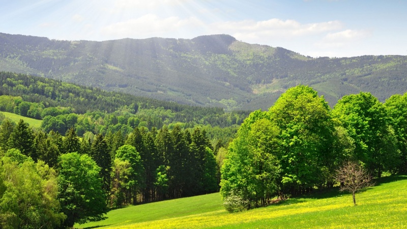 氛围感拉满！阳光森林山景电脑动漫壁纸推荐
