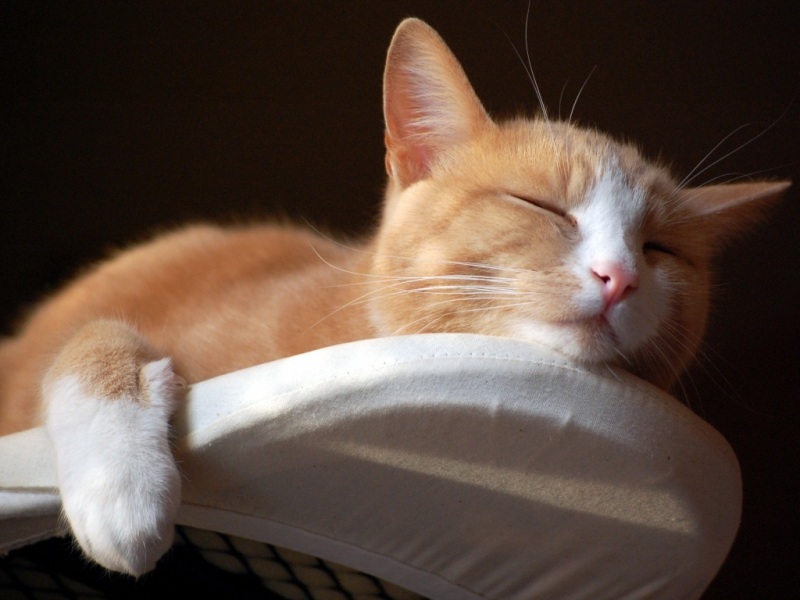 猫咪惬意窝居壁纸_高清动物桌面壁纸