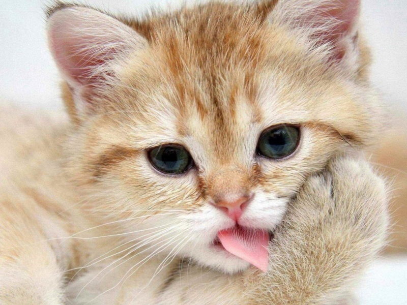 软萌小猫洗脸日常 高清电脑桌面动漫壁纸合集