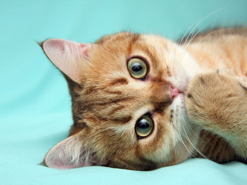猫脸爪爪超治愈！这款萌猫壁纸直接把氛围感拉满