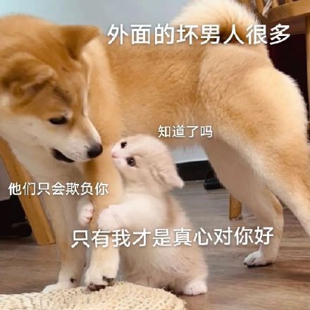 12月19日斗图表情包合集来啦