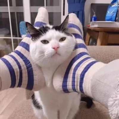 猫咪情侣头像一左一右！10组超萌一对两张头像素材