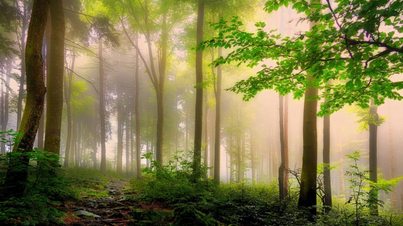 春日森林树林电脑壁纸上新 多款高清尺寸任你选