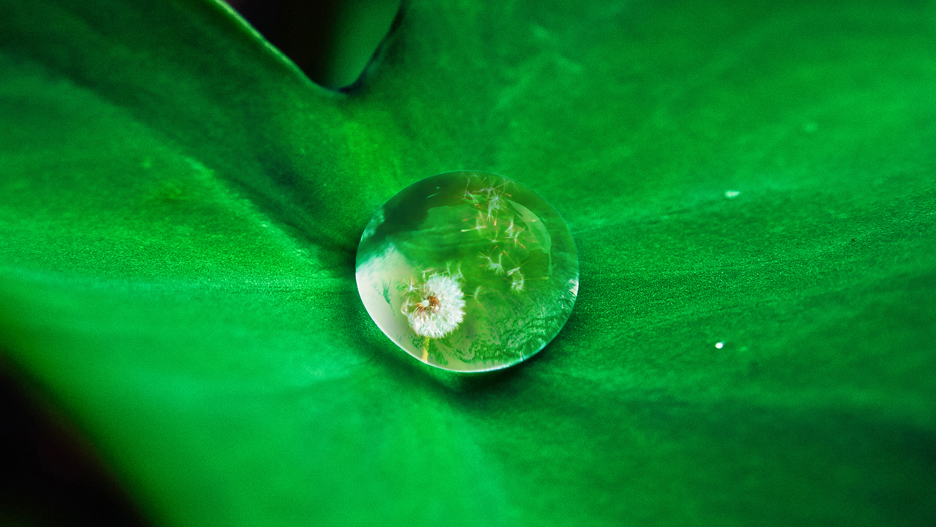 这款绿叶水珠护眼壁纸超适合当电脑桌面